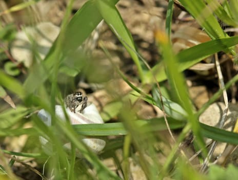 Female cross-jumping spider guards her snail house