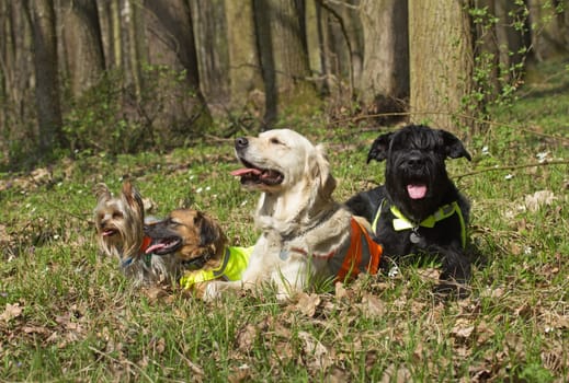 Group of dogs are lying in the woods.  All the dogs have protruding tongue. Big Black Schnauzer Dog, Yorkshire Terrier, Golden Retriever and a Hybrid Dog.
