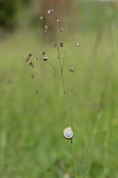 Western heath snail (Helicella itala) at tremor grass (Briza media)