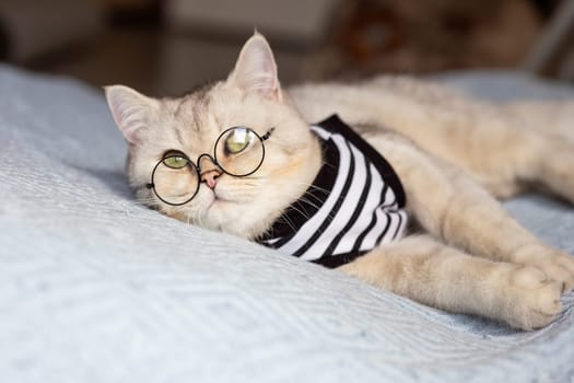 Portrait cute white british cat with glasses and a striped t-shirt on a blue blanket indoor . Copy space