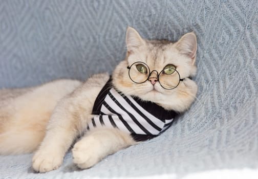 Cute white british cat with glasses and a striped t-shirt on a blue blanket. Copy space