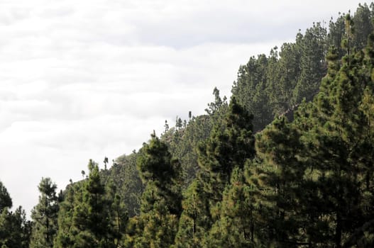 Some Clouds Over the Trees in Tenerife, Spain