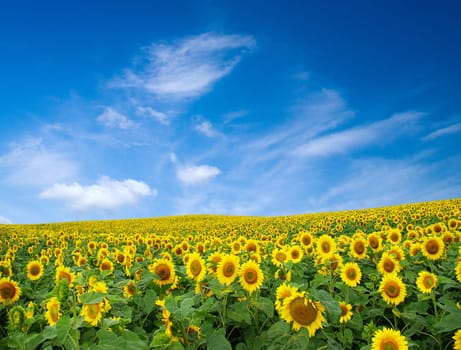 sunflower field over cloudy blue sky
