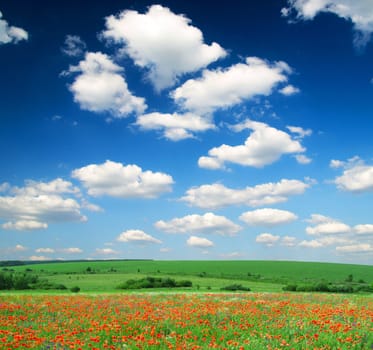 poppy flowers against the blue sky