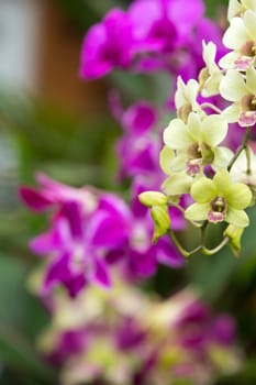 beautiful orchid on green background