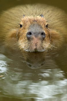Close up of a Capybara