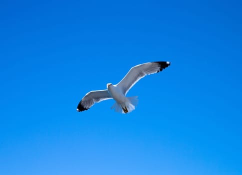 Flock of birds in sky on sunny day