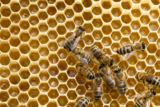 Close up view of the working bees on honeycells...