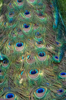 Background with patterns made of peacock feather