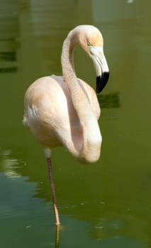 Image of four flamingos in the water