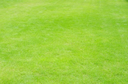 Close-up image of fresh spring green grass