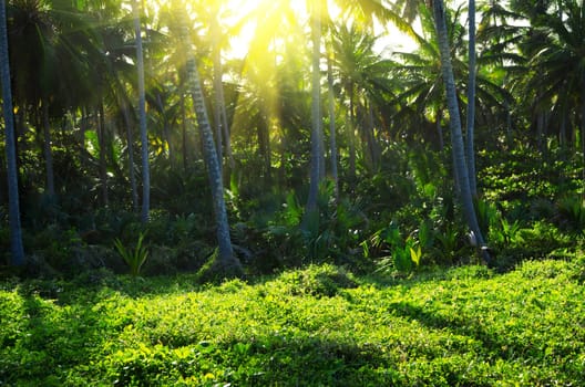 Stream in the tropical forest