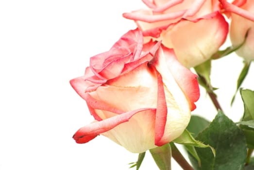 red rose isolated on a white background