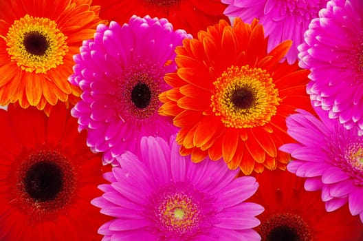 gerbera flower close up background