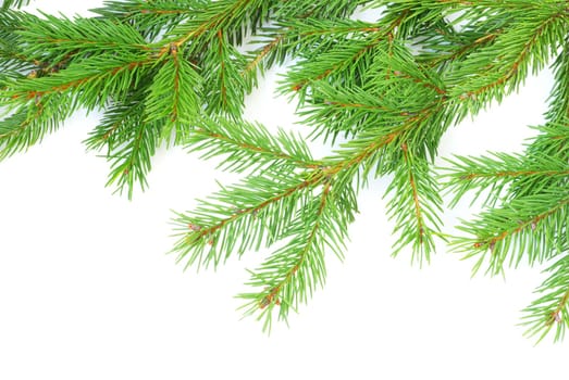 fir tree branches christmas decoration on white