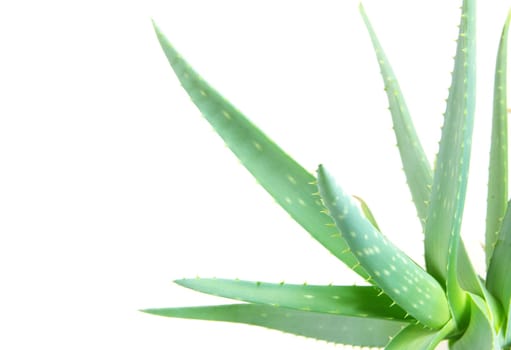 aloe leaves isolated on a white background