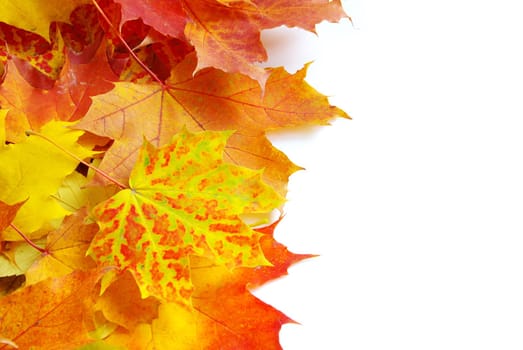 autumn maple leafs isolated on a white