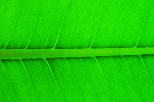 structure of leaf natural background