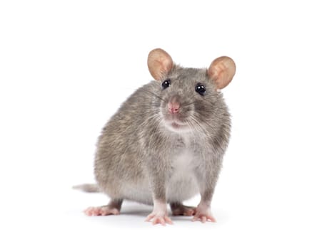 rat isolated on white background