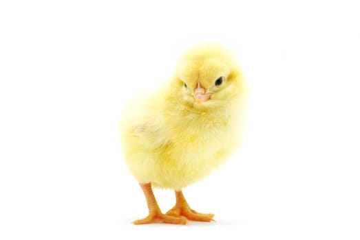 Cute little baby chicken isolated on white background