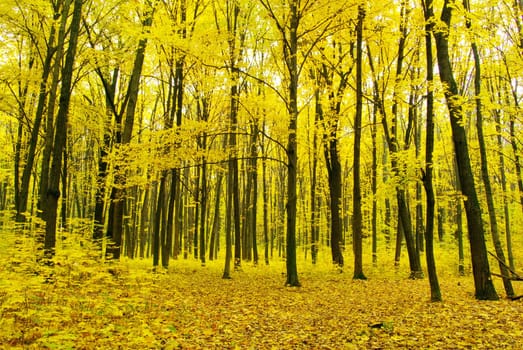 autumn forest  background in a sunny day