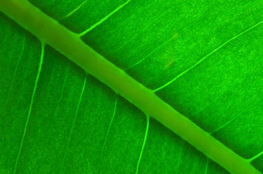 Texture of a green leaf as background