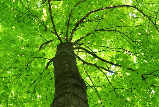 Early morning sun in the green forest