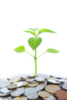 plant in coins  isolated on white background