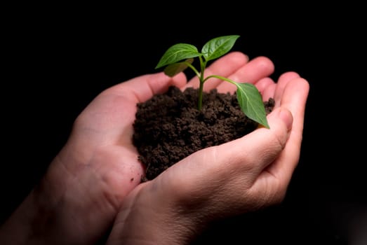 Hands holdings a little green plant on a black background