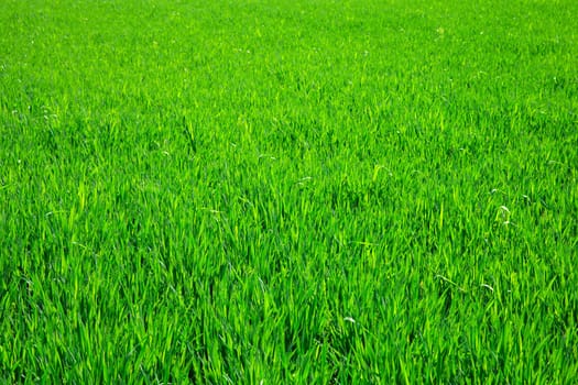 Green grass texture from a field