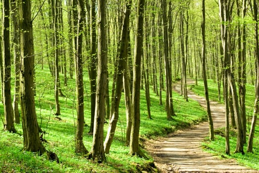 a path is in the green forest