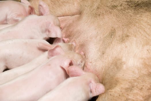 Little piglets suckling their mother