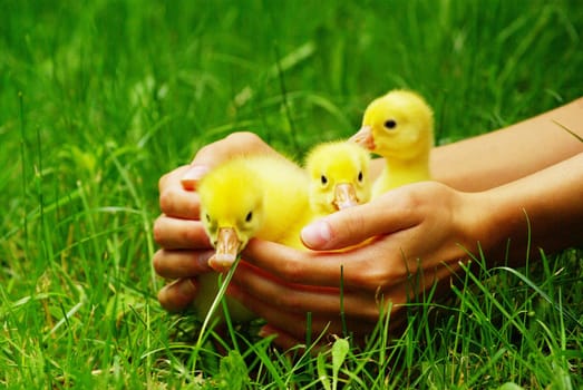 a yellow fluffy gosling in the hand