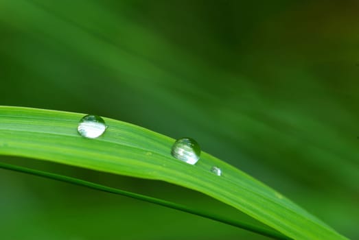 Dew drop on a blade of grass