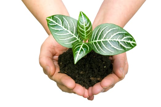 Hands holding sapling in soil on white