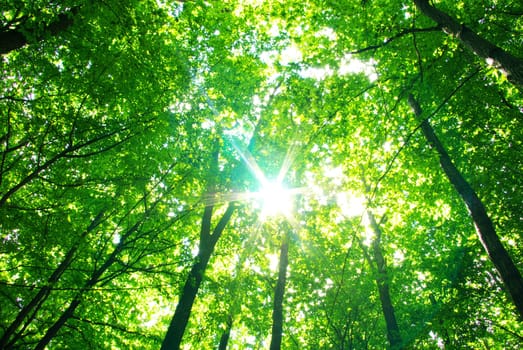 Early morning sun in the green forest