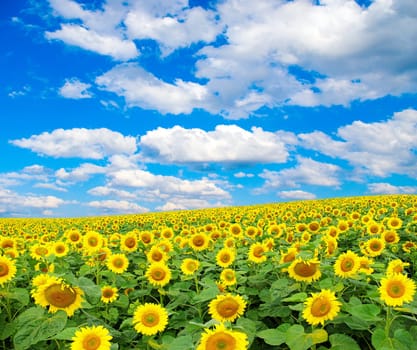 sunflower field over cloudy blue sky