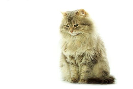 cat  isolated on a white background