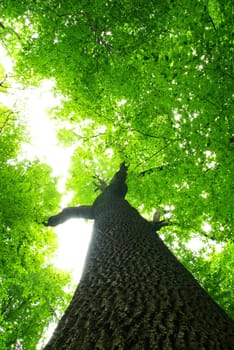 green leaves background in sunny day
