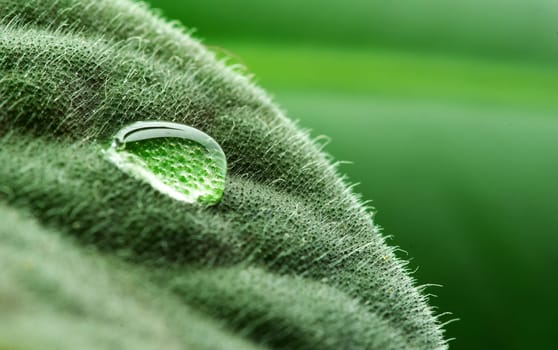 drop on green plant leaf