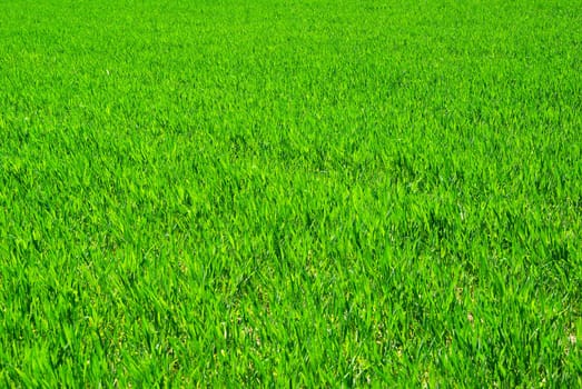 Green grass texture from a  field