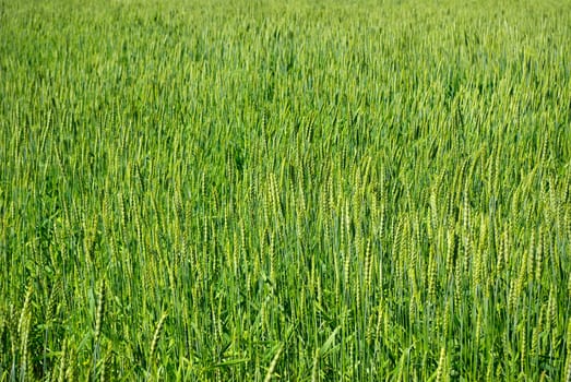 Close up shot of a green wheat field at spring
