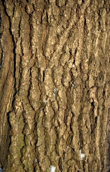 Old bark of tree texture detail