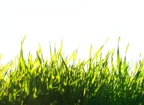 Beautiful green lawn isolated on white