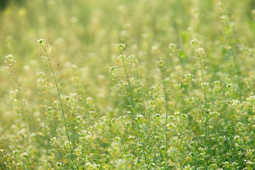 Close-up image of fresh spring green grass