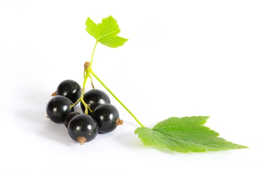 black currant fruits isolated on white background