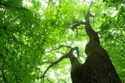 green leaves background in sunny day