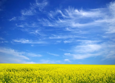 Rape field and clouds in sky
