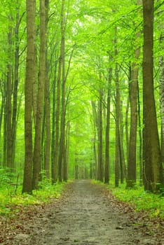 Sunny summer day in green forest