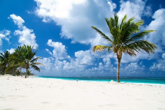 tropical sea under the blue sky